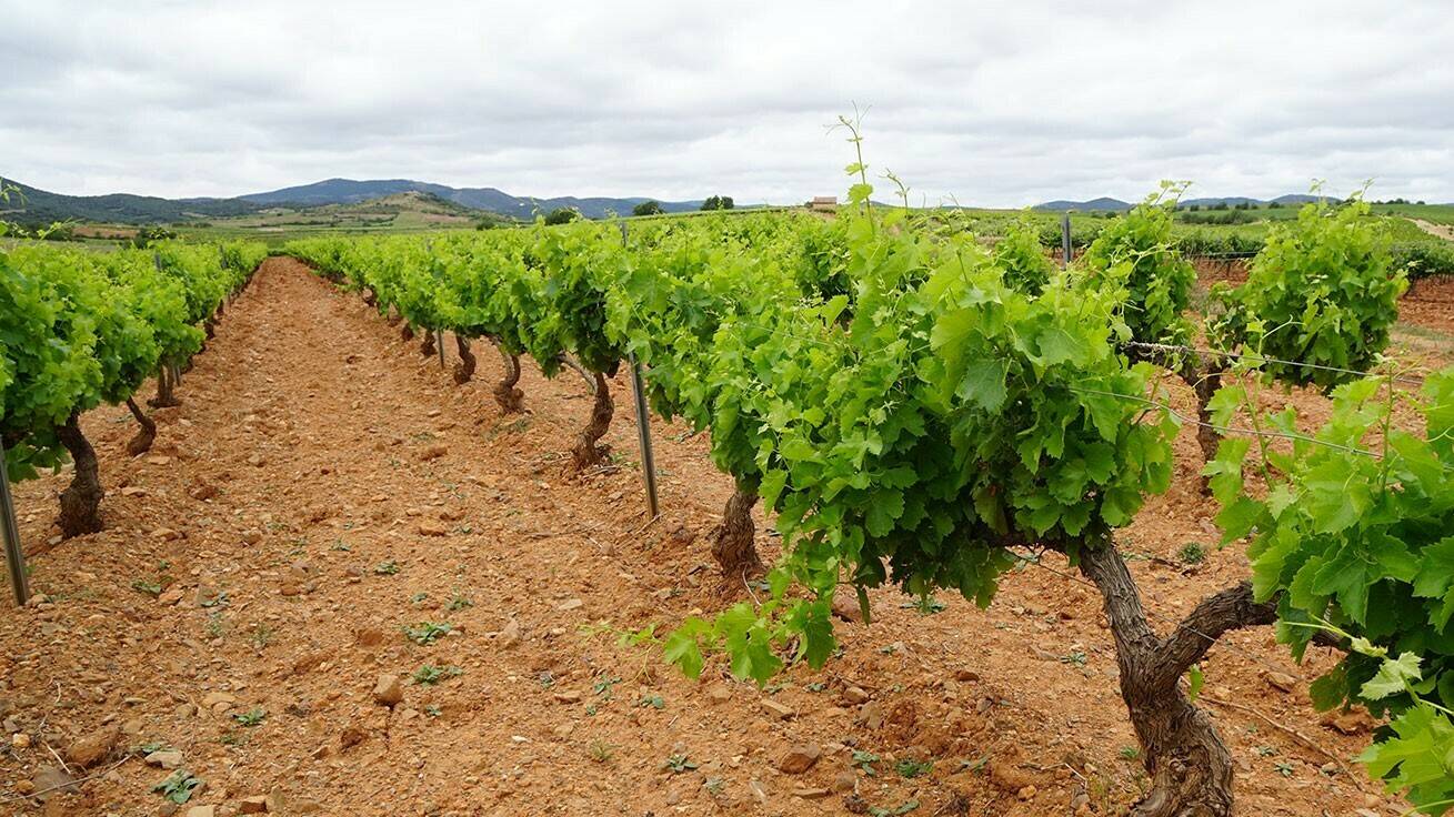 caae-fertilizantes-une-mercado-ecologico|caae-fertilizantes-une-mercado-ecologico|caae-fertilizantes-une-mercado-ecologico